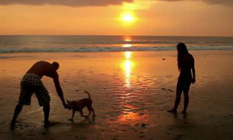 Couple playing with a dog