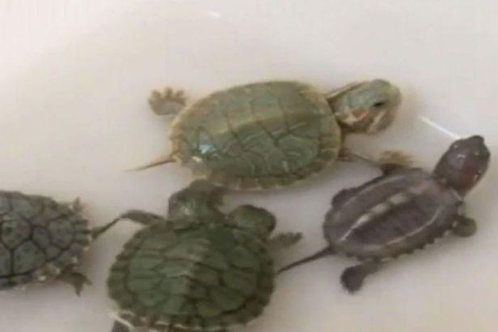 The two-headed snake