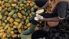 A farmer cuts a cocoa pod to collect the beans inside on a farm in Azaguie, Ivory Coast.Photographer: Andrew Caballero-Reynolds/Bloomberg