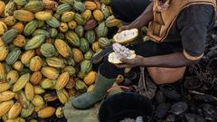 A farmer cuts a cocoa pod to collect the beans inside on a farm in Azaguie, Ivory Coast.Photographer: Andrew Caballero-Reynolds/Bloomberg