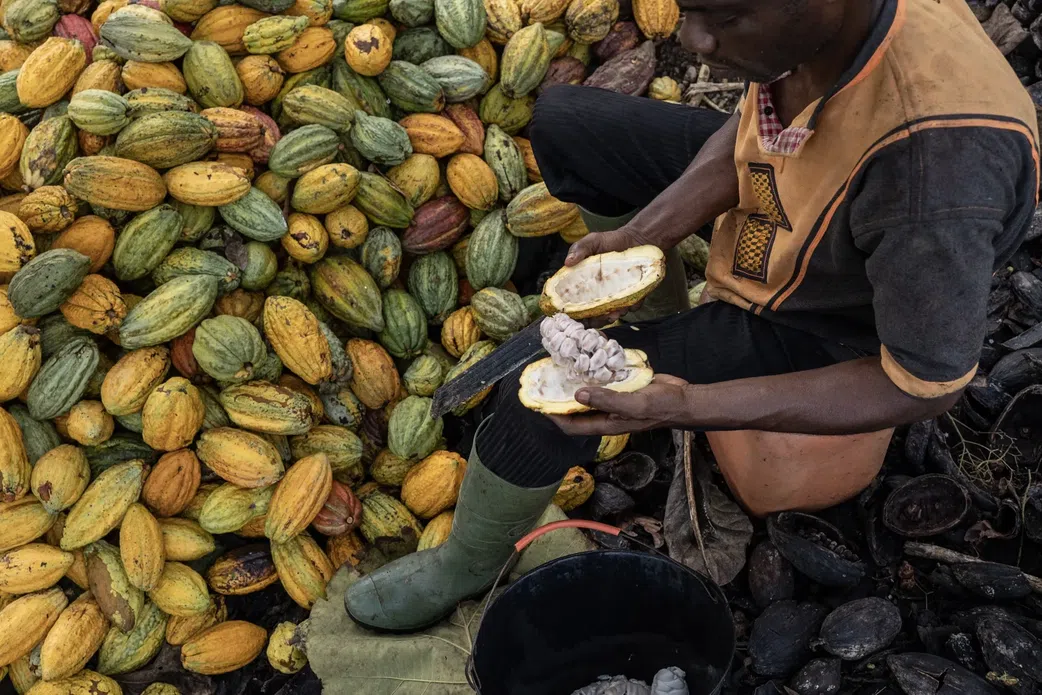 Which country pays cocoa farmers best in Africa? Ghana’s position revealed