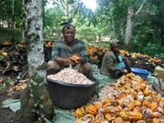 Which country pays cocoa farmers best in Africa? Ghana’s position revealed