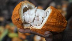 Which country pays cocoa farmers best in Africa? Ghana’s position revealed