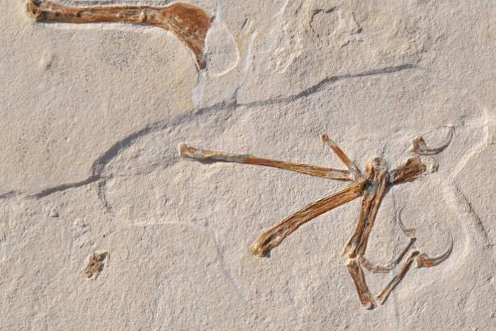 The notches in the wing bones of the new specimen point to muscles which would have allowed it to actively flap its wings