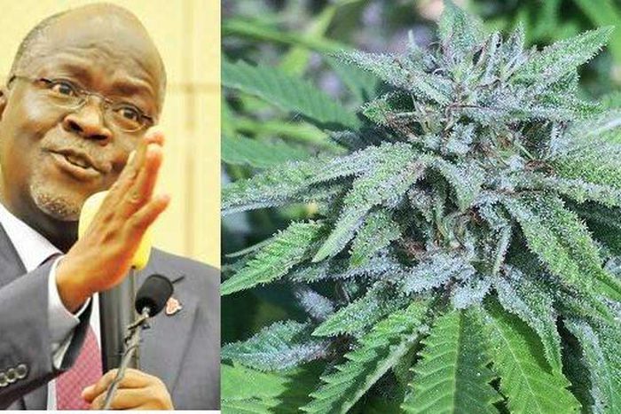 “Smoke wee” and get strength to discharge your duties fearlessly – President Magufuli instructs his ‘dull’ minister