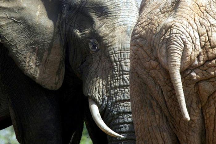 South African rangers last week recovered the skull of a man in the vast Kruger National Park