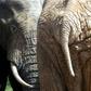 South African rangers last week recovered the skull of a man in the vast Kruger National Park