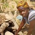 V/R: Poor widow hides her life savings under firewood, loses it to termites