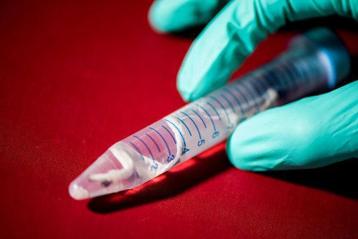 What's pink and pinstriped and digests wood? This new shipworm