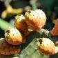 Prickly pears like these in Morocco are proving fruitful for growers in neighbouring Algeria