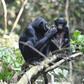Urban expansion and hunting have pushed chimpanzees, humanity's closest relative in the animal kingdom, into shrinking islets of wildness