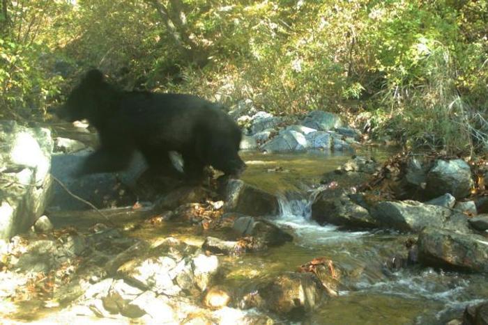 While some soldiers have reported seeing bears in the DMZ, it was the first time one had been photographed