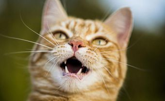 How a Cat Bite Led to a $50,000 Hospital Bill