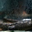 Globally police seized 4,419 live animals including 2,703 turtles and tortoises, 1059 snakes, 512 lizards and geckos and 20 crocodiles and alligators