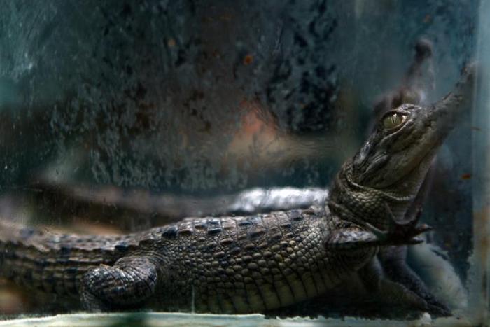 Globally police seized 4,419 live animals including 2,703 turtles and tortoises, 1059 snakes, 512 lizards and geckos and 20 crocodiles and alligators