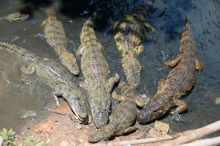 That may be a hungry caiman -- or caimans -- at your front door if you live in Rio de Janeiro's Rola favela