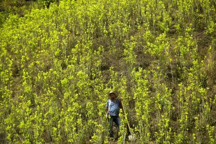 Colombia's coca plantations keep on spreading and have reached record levels, the United Nations says