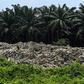 In 2018, China stopped accepting foreign plastics for recycling, causing the trade to divert to South East Asia where cowboy firms are dumping and burning waste