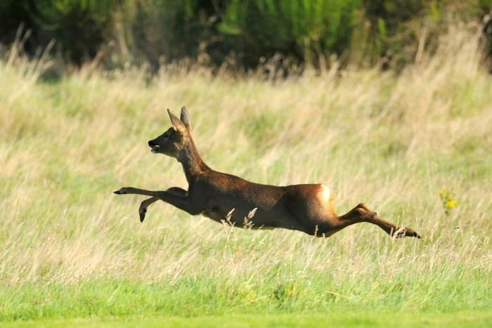 Kick off was suspended due to the pitch being "waterlogged...and covered in deer faeces"