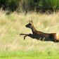 Kick off was suspended due to the pitch being "waterlogged...and covered in deer faeces"