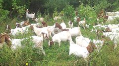 Goats