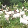 Goats
