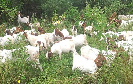 Goats