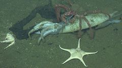 Squid share a colorful trick with peacocks