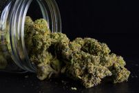 Weed