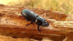 How parasites help a forest clean up