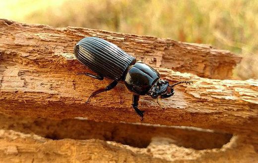 How parasites help a forest clean up