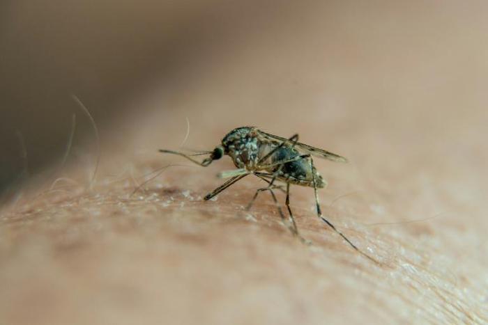 The Center for Malaria Studies in Caracas treats the mosquito-borne illness in a country suffering with acute shortages of medicine and other basic necessities