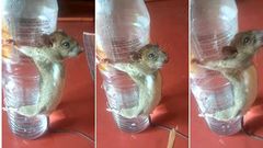 This is how angry man punished rat for chewing his phone charger