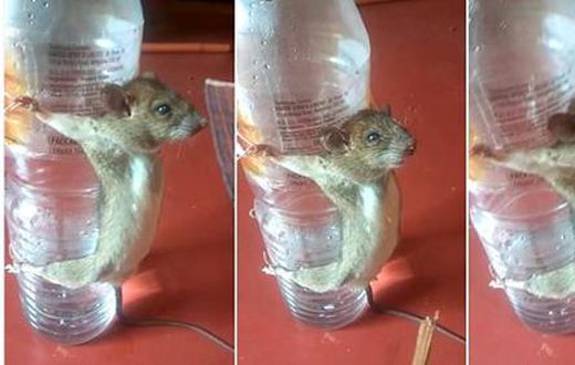 This is how angry man punished rat for chewing his phone charger