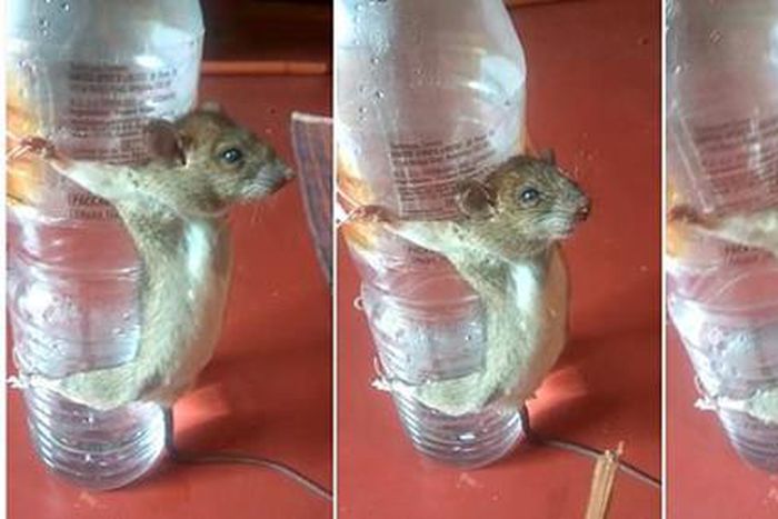 This is how angry man punished rat for chewing his phone charger