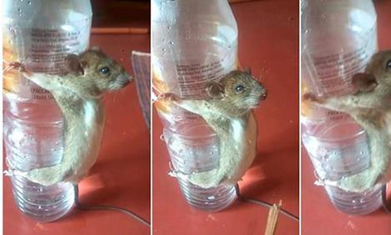 This is how angry man punished rat for chewing his phone charger
