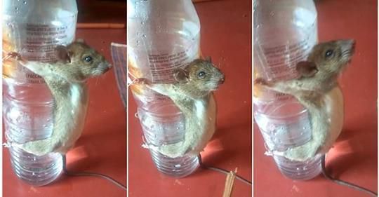 This is how angry man punished rat for chewing his phone charger