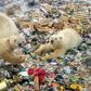More than 50 polar bears approached the far northern village of Belushya Guba where the animals feasted on food waste at a rubbish dump