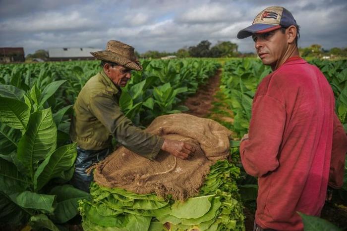 Cigars are Cuba's most prestigious product on the global market and increasingly sought after in China