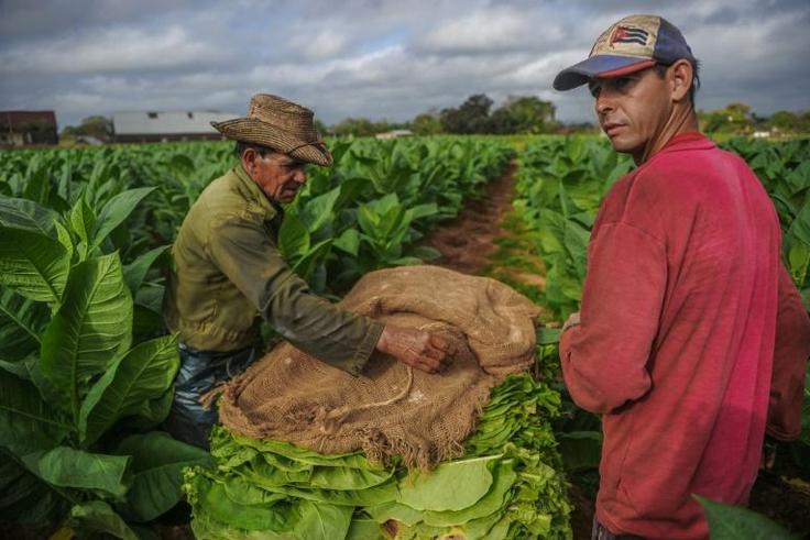 Cigars are Cuba's most prestigious product on the global market and increasingly sought after in China