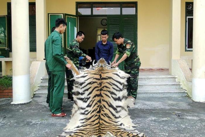 A tiger skin can fetch up to $6,000 in Vietnam and as much as $10,000 in China, according to Vietnamese state media