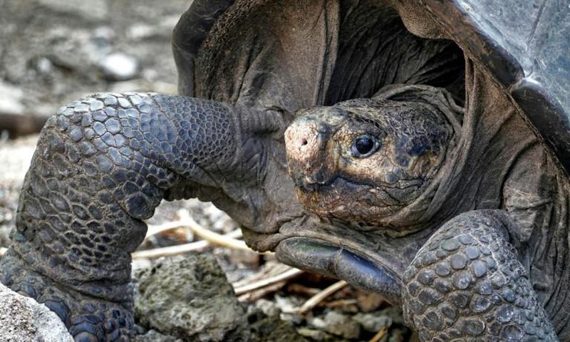 The Fernandina Giant Tortoise was thought to have become extinct more than 100 years ago until this adult female was discovered by conservationists on the Galapagos island of Fernandina on February 17, 2019