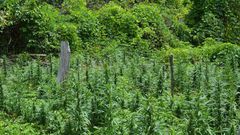 20-acre ganja farm spotted at Juaboso; Police on manhunt for owners