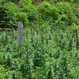 20-acre ganja farm spotted at Juaboso; Police on manhunt for owners