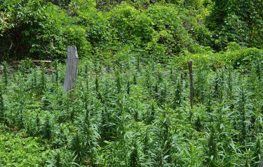 20-acre ganja farm spotted at Juaboso; Police on manhunt for owners