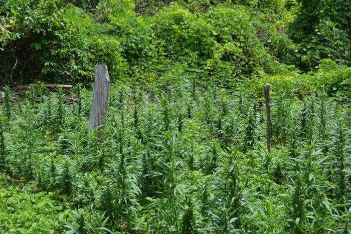 20-acre ganja farm spotted at Juaboso; Police on manhunt for owners