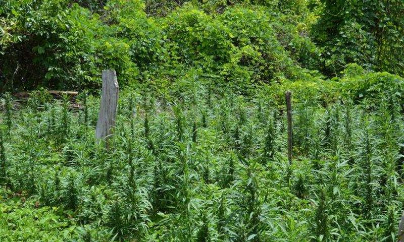 20-acre ganja farm spotted at Juaboso; Police on manhunt for owners