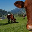 An Austrian farmer has been ordered to pay 490,000 euros in a civil lawsuit brought by the husband and son of a woman who was trampled to death by a herd of the farmer's cows in July 2014