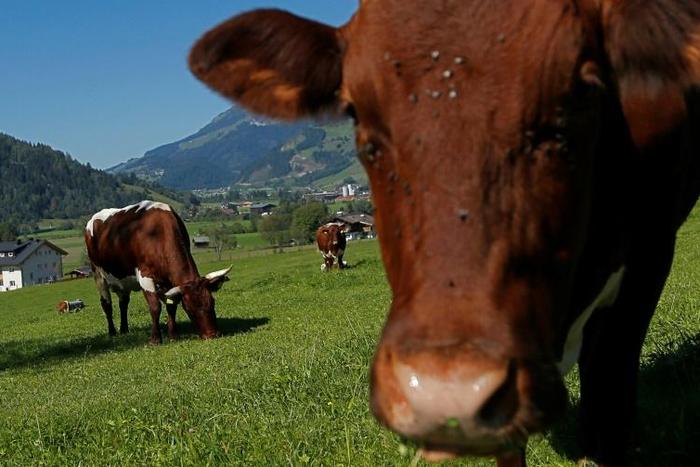 An Austrian farmer has been ordered to pay 490,000 euros in a civil lawsuit brought by the husband and son of a woman who was trampled to death by a herd of the farmer's cows in July 2014