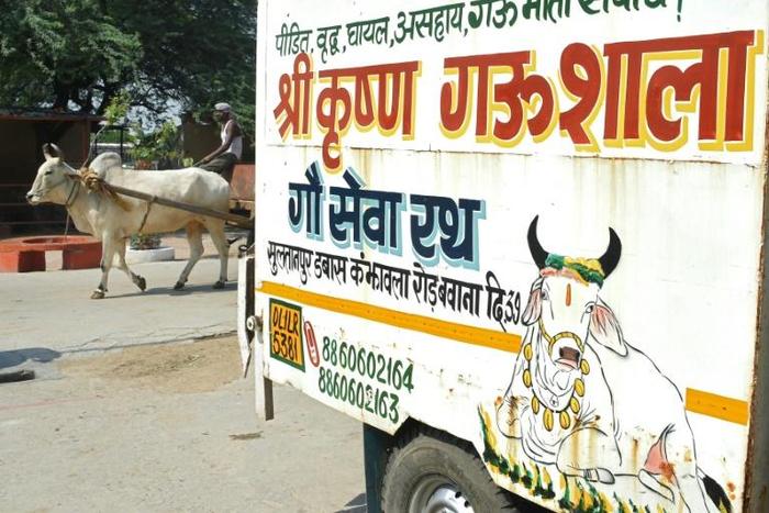 Cows are revered by India's Hindus and their slaughter prohibited across much of the country